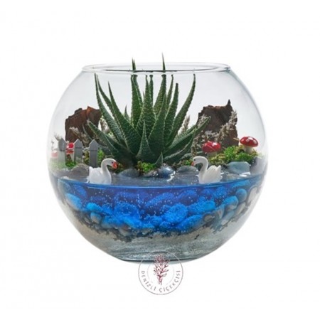 Cam Fanusta Haworthia Teraryumu